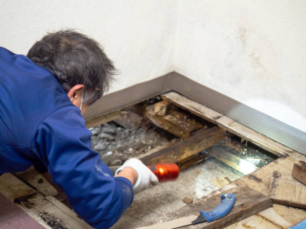 Best Mold Testing  in Cohoe, AK