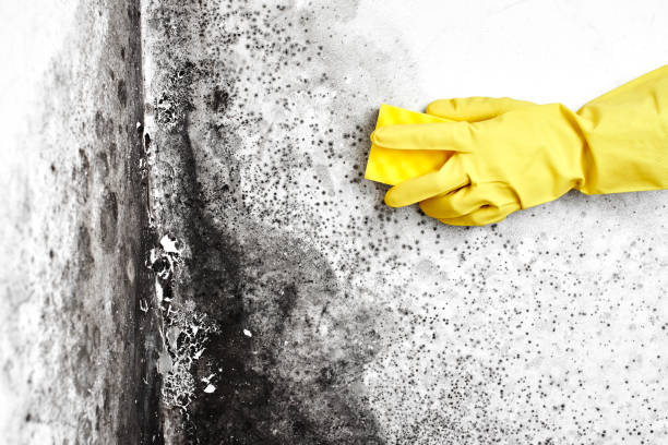 Best Fast Mold Removal  in Cohoe, AK