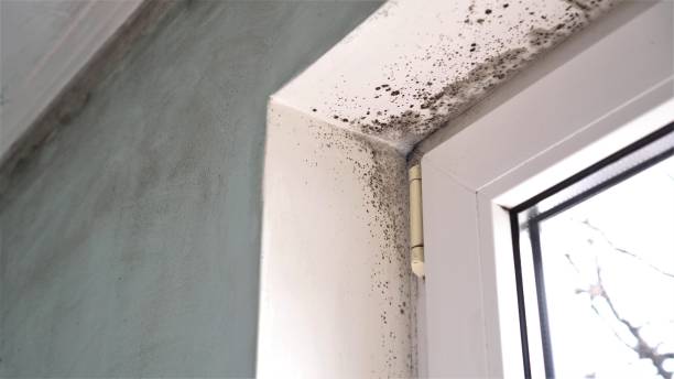 Crawl Space Mold Removal in Cohoe, AK