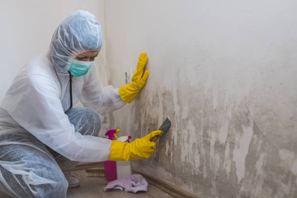 Best Mold Testing  in Cohoe, AK