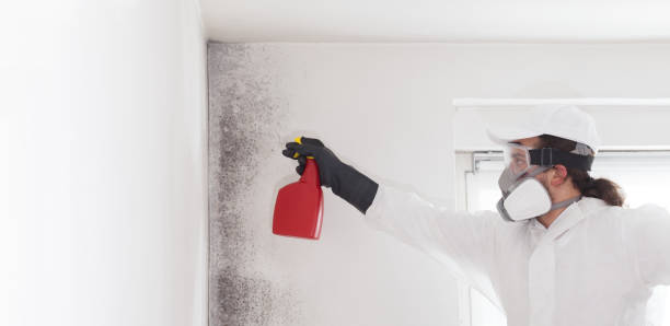Mold Removal and Inspection in Cohoe, AK