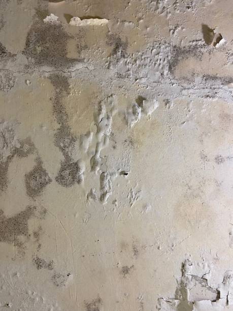 Best Affordable Mold Removal  in Cohoe, AK