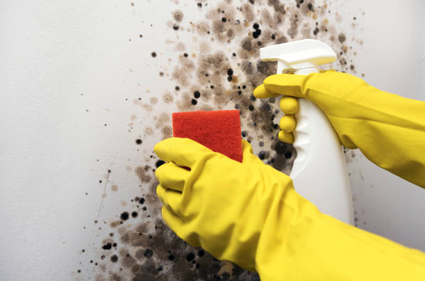 Best Professional Mold Removal  in Cohoe, AK